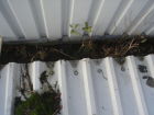 Leaves and small trees in the guttering